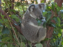 Снова коала