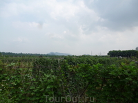 огороды огороды