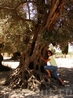 Древнее оливковое дерево.