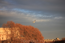 Чайка. Чайка.