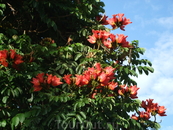 Цветы тюльпанового дерева