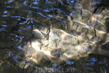 невозможно устоять от купания в прохладной воде -хотя воды чуть выше колена невозможно устоять от купания в прохладной воде -хотя воды чуть выше колена