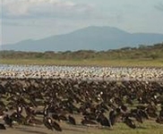 Lemala Ndutu Tented Camp Serengeti