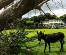 Фото Ottleys Plantation Inn