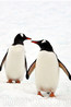 Два пингвина: найдите 10 отличий!
