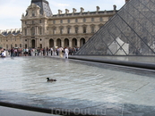 Утки, живущие в фонтанах Лувра )