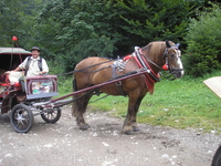 Возница. Возница.