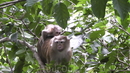 Во время обзорной экскурсии дикие, но научившиеся "попрошайничать" обезьяны Пхукета.