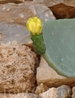 А среди разрушенных стен растет огромное количество кактусов.