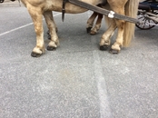 Обратите внимание на необычные подковы - приспособленные для того, чтобы лошади не скользили на брусчатке.