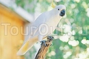 Фото Radisson Treetops Resort