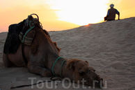 Традиции соблюдаем. В Сахару-на верблюдах. Жалко их очень только. Облезлые, все в шрамах. Напоминают наши разбитые маршрутки.
