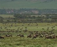 Lemala Ewanjan