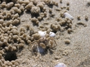 Макро с крабиком ( 1 см),шарики из песка он накидал,рядом норка.