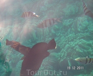 Рыбы и кораллы (снимок сверху)