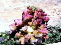 вот он какой на берегу вот он какой на берегу