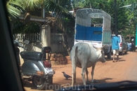 Коров в Индии очень много, корова - священное животное, поэтому коровам везде дорога!!