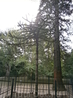 чудо чудное, диво дивное. чилийская  елка с необычными закрученные вокруг веток  иголками. Этому чуду уже 150 лет