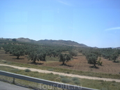 Оливковые плантации