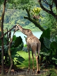 Singapore Zoo