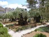 Гефсиманский сад. Это знаменитое место.  в настоящее время небольшой сад (47 × 50 м) в Гефсимании; в евангельские времена так называлась вся долина, лежащая ...