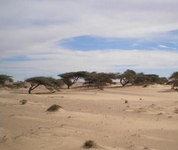 Calipau Sahara