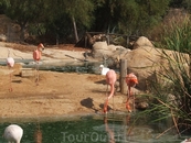 фламинго- парк Фригуа