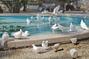 Все дикие голуби в Бенидорме белые!