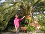 Вот такие пальмы выращивают в Петербурге! В "Пальмовой оранжерее" Таврического дворца