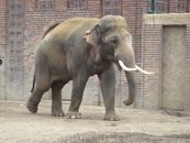 Слоны всегда собирают зрителей, которые с удовольствием наблюдают за их общением. Зрелище и правда интересное)))