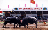 Фестиваль бойцовых быков