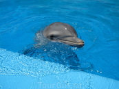 Дельфин из Аквалэнда.