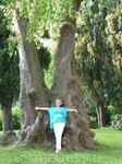 Удивительное дерево в парке Сочи