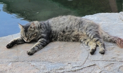 Свобода кошек в Греции ничем не ограничивается, они действительно там гуляют сами по себе, а также, сидят где хотят, спят где вздумается. И никто их не ...