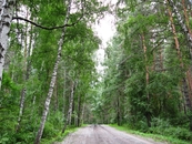 Алтайский лес