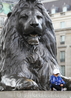 Один из знаменитых львов, отлитых из трофейных французских пушек и охраняющих пьедестал пятидесятиметровой Колонны Нельсона.