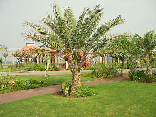 Umm Al Quwain Beach