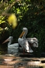 Пеликаны в Парке птиц