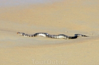 Змея на пляже