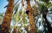 Сбор кокосов в оазисе