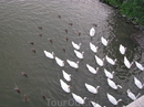 Лебеди и утки на реке Ваг.