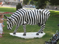 одна из коров, пасущихся в Будапеште