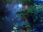 Самое впечатляющее - это огромный аквариум, в котором плавают акулы, и в котором проводятся представления с ними. Вокруг аквариума движется траволатор ...