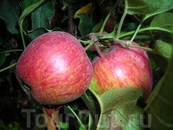 Яблоки в Манали