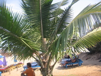 пальма на берегу