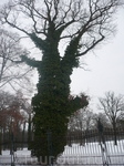 дерево обвитое зеленым плющом зимой.как в сказке*Морозко*,где деревья бегают.