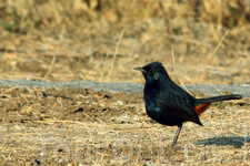 Индийский чекан (Saxicoloides fulicata).