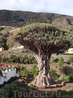 Тысячелетнее Драконовое дерево (Драцена).
Икод де лос Винос