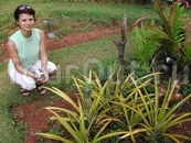 ананасы. ананасы.