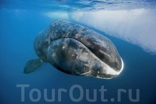 Гренландский кит - относится к числу самых крупных представителей земной фауны. Жизнь этих китов длится до двухсот лет, однако этот вид находится под угрозой ...